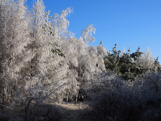 Wall Mural - winter forest with trees covered snow. Frozen bare branches of trees