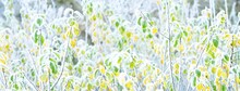 Frozen Plants, Young Trees Covered With Hoarfrost. Colorful Green, Yellow, Golden Leaves Close-up. Abstract Botanical Pattern, Texture, Background. Panoramic Image, Macro Photography. Seasons, Nature