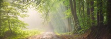 Pathway In A Majestic Forest. Natural Tunnel. Mighty Tree Silhouettes. Fog, Sunbeams, Soft Sunlight. Atmospheric Dreamlike Summer Landscape. Pure Nature, Ecology, Fantasy, Fairytale