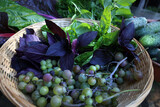 Fototapeta  - owoce, warzywa i zioła w koszyku na stole plony lato