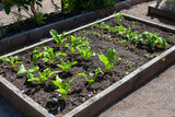 Fototapeta  - Organic raised garden bed of cabbage vegetables and salad leaves growing in a wooden frame to give protection and pest control from slugs and snails who may eat the crop, stock photo image