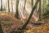 Fototapeta  - jesień w lesie