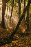 Fototapeta  - jesień w lesie