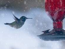 Hummingbird During Freaky Snowfall In Victoria BC 