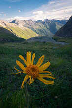 Yellow Blossom In Front Of Deep Valley In High Tauern, Alps, Austria. Popular Hiking Route To Studlhutte Under Grossglockner On A Sunny Summer Day. Hiking In The Alps.