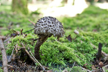 Strobilomyces Strobilaceus, Also Called Strobilomyces Floccopus And Commonly Known As Old Man Of The Woods, Is A Species Of Fungus In The Family Boletaceae.