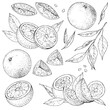Vector collection of hand drawn orange. Set monochrome sketches with pieces fruit. Drawings of branches and leaves. Engraving style. PART 1
