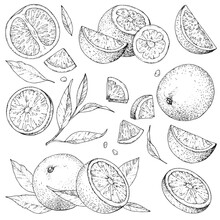 Vector Collection Of Hand Drawn Orange. Set Monochrome Sketches With Pieces Fruit. Drawings Of Branches And Leaves. Engraving Style. PART 2