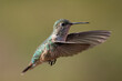Rufous Hummingbird mid-flight