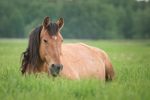 A Beautiful Thinning Horse Lies On The Grass Of A Collective Farm Pasture.