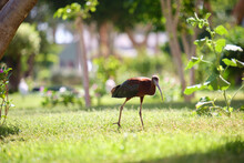 Glossy Ibis Wild Bird, Also Known As Plegadis Falcinellus Walking On Green Lawn In Summer