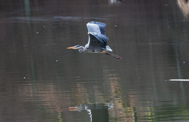 Wall Mural - A beautiful grey heron is flying low over the smooth water surface of the Lake Bärensee in Stuttgart. Backlight bird, dark colored water, reflection of the heron in the water