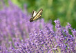 Original summer wildlife photograph of a yellow swallowtail butterfly in flight over blooming lavender bushes with a green background