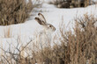 White-tailed Jackrabbit Blends in with the Snow