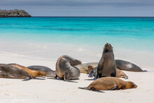 Group Of Galapagos Sea Lions Near Shore With Water And Blue Sky In Background