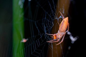a spider is eating its prey