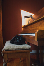Black Cat Sitting On Baby Grand Piano Bench Cushion