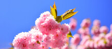 Spring Banner, Blossom Background. Sakura Festival. Cherry Blossom. Sacura Cherry-tree. Spring Flowers Pattern. Beautiful Floral Spring Abstract Background Of Nature.