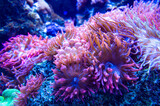 beautiful anemone underwater