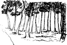 Forest Path Black White Landscape Sketch Illustration Vector