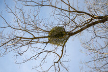 
Growing European Oak Mistletoe Parasitic Plant - Phorandendron Serotinum - In The Top Of The Trees In Holiday Season