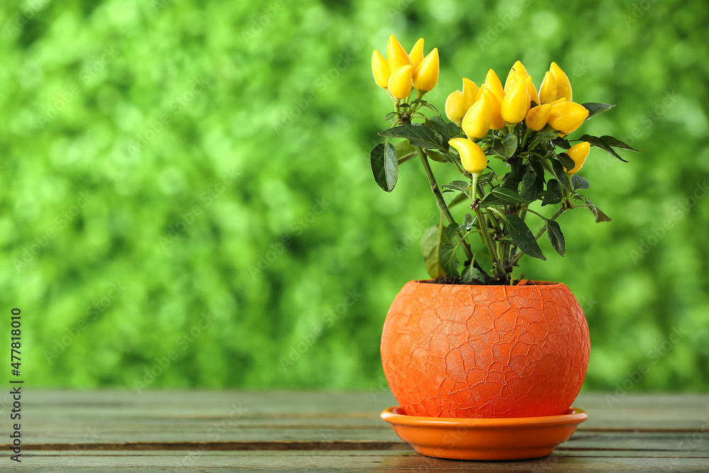 Flowerpot with pepper tree on wooden table outdoors