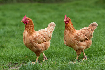 Sticker - Two brown chickens free range in garden