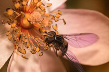 Hover Fly On A Flower