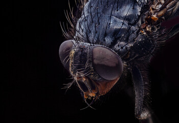 Wall Mural - Close up of a housefly with lots of details