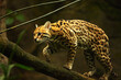 © Honza Hejda - The American spotted cat (Leopardus pardalis) walking on the branche. Dark background.