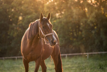 Thoroughbred Horse On Pasture During Sunset