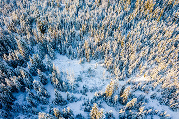 Wall Mural - Winter Fairytale Landscape. Snowy Spruce Trees. Aerial Drone View