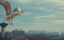 Seagull Flying Over The City