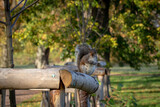 Fototapeta Zwierzęta - squirrel in the park