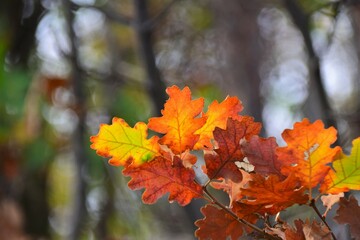 Poster - autumn leaves in the forest