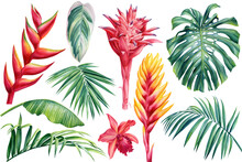Watercolor Set Of Exotic Flowers Heliconia And Leaves Palm. Botanical Bright Collection Of Nature Isolated Background