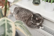 cat  relaxing on the warm radiator