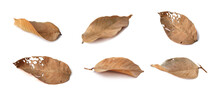 Dry Brown Bungor Leaves With A Distorted Brown Color Are Placed On A White Background. Isolated.