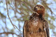 © Kim - Tawny Eagle and snake prey in the Kgalagadi