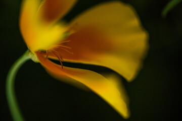 close up of yellow flower