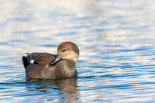 Close Up View Of A Gadwell Duck, Mareca Strepera, Swimming In A Lake.