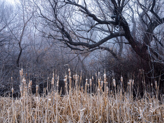 Poster - Bullrush plants in a dark foggy and craggy forest with snow and frost during winter.