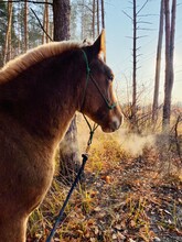 Horse In The Woods