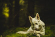a dog white swiss shepherd lying in a green moss in the forest