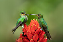 Couple Of Green Colored Hummingbirds Having An Argument Over The Red Flower They Are Sitting On. Funny And Interesting Wildlife Scene. Amazing Forest Of Costa Rica Offers Bird Watching Like No Other.
