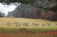 Flock Of Canadian Geese Feeding On Field, Bare Trees On Overcast Winter Day