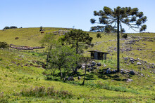 Araucaria Trees With Rocks And Small Wood Building In Farm Field