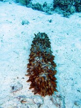 Giant Red Sea Cucumber