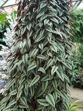 Beautiful Climbing Tropical Plant Of Cissus Discolor With Variegated Leaves