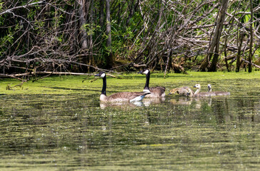 Poster - Canada geese ( Branta canadensis)  with goslings. 